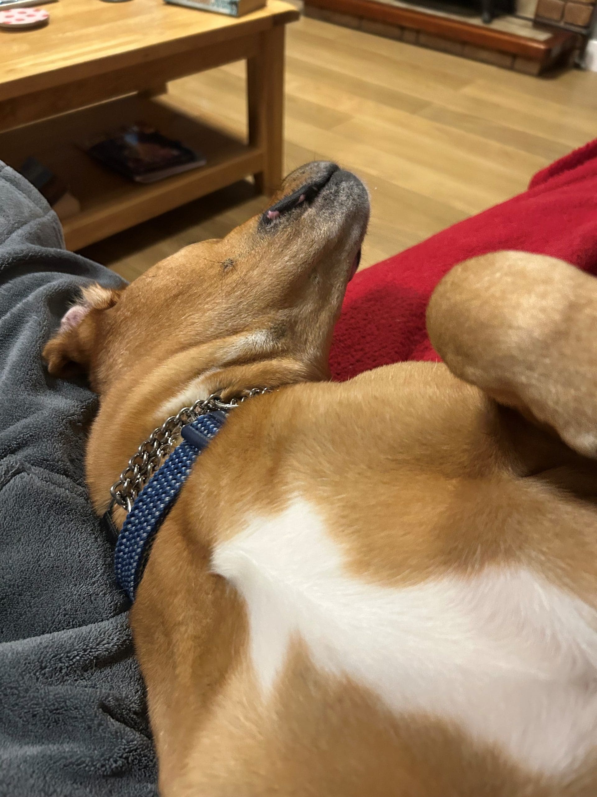 Scout, a 4 years old male Crossbreed available for adoption from Forest Dog Rescue in Far Forest, West Midlands