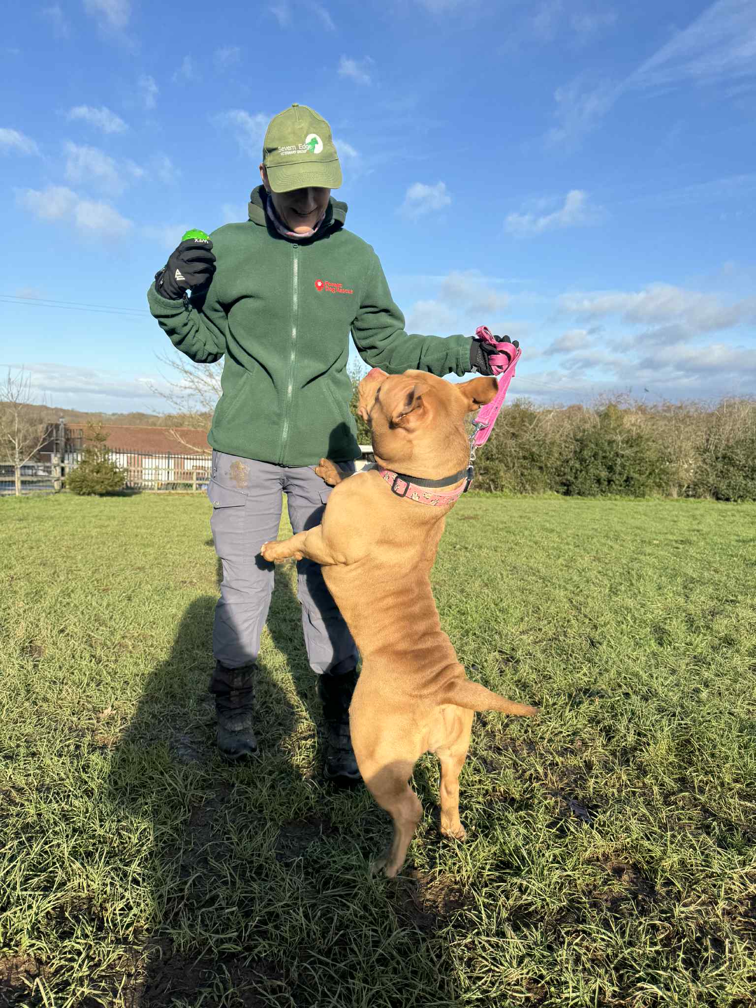 Annie, a 5 years old female Pocket Bully available for adoption from Forest Dog Rescue in West Midlands