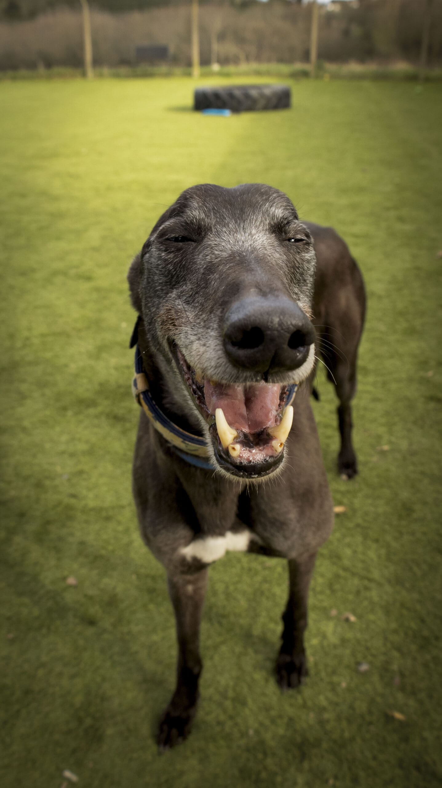 Bernie, a 7 years old male Greyhound available for adoption from Forest Dog Rescue in West Midlands