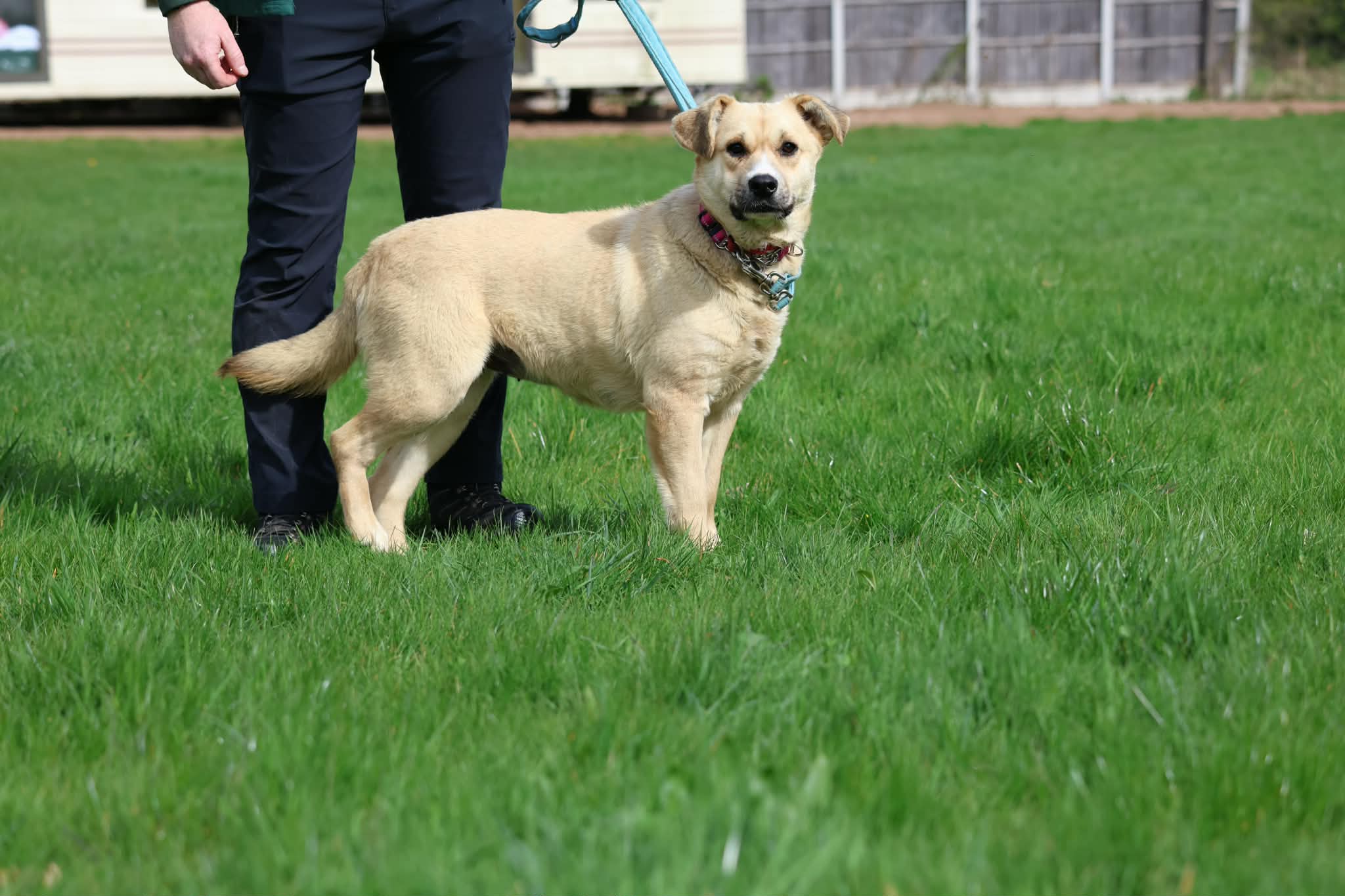 Dolly, a 2 years old female Crossbreed available for adoption from Forest Dog Rescue in West Midlands