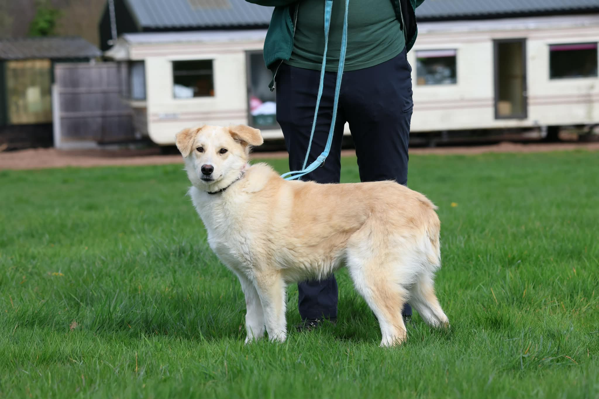 Amelia, a 2 years old female Crossbreed available for adoption from Forest Dog Rescue in West Midlands