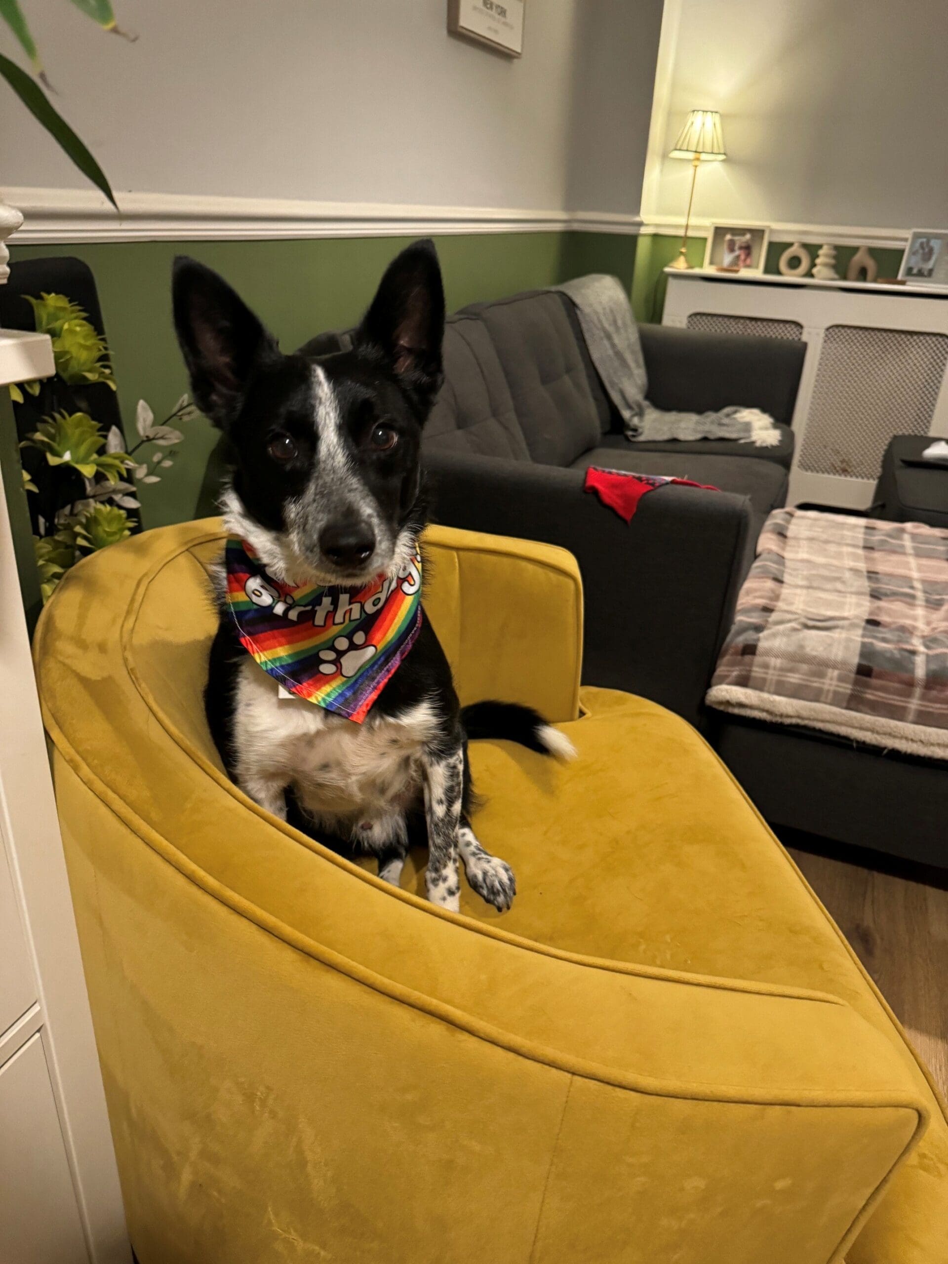 Macs, a 6 years old male Collie available for adoption from Forest Dog Rescue in West Midlands